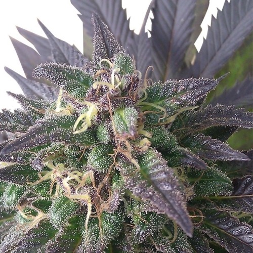 Blue Mistic - Royal Queen Seeds close up wiet top met THC