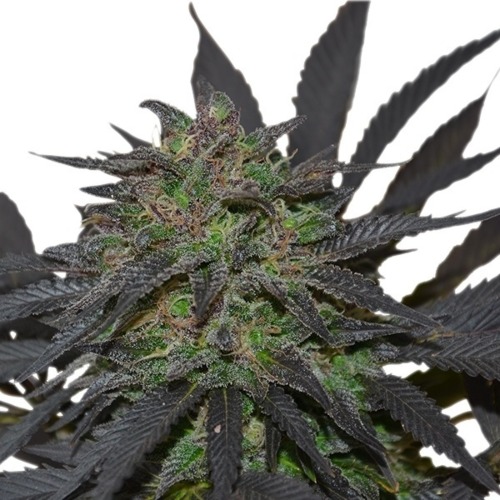 Blue Mistic - Royal Queen Seeds wietplant top