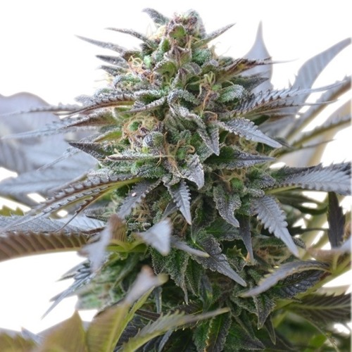 Blue Mistic - Royal Queen Seeds
