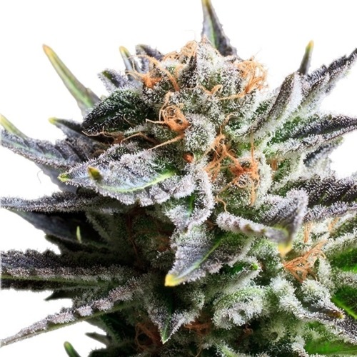 Fruit Spirit - Royal Queen Seeds wiettop in bloei