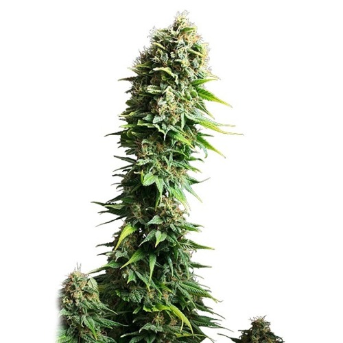 Fruit Spirit - Royal Queen Seeds lange top wietplant