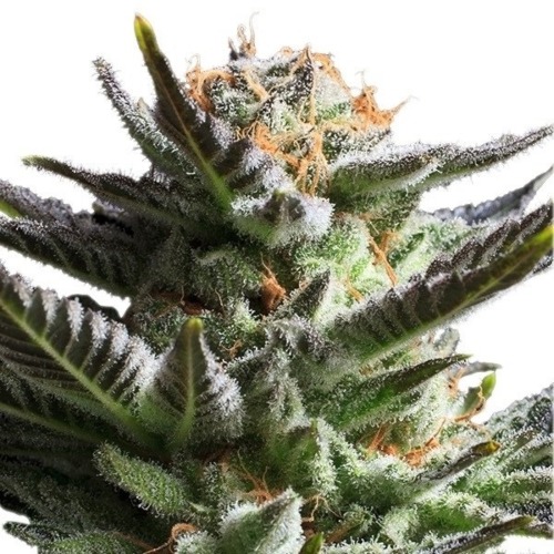 Fruit Spirit Fast Flowering - Royal Queen Seeds