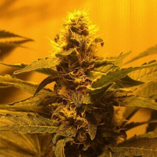 Haze Berry wietplant - Royal Queen Seeds