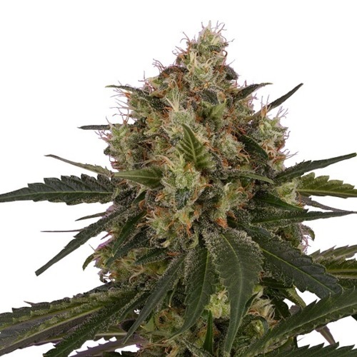 Ice - Royal Queen Seeds