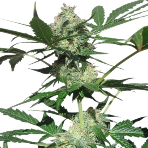 Northern Light Automatic - Royal Queen Seeds close up wietplant