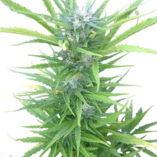 Northern Light Automatic - Royal Queen Seeds volle wiettop