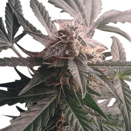 Northern Light Automatic - Royal Queen Seeds