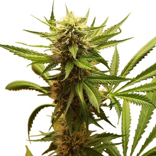 Northern Light - Royal Queen Seeds wiettop