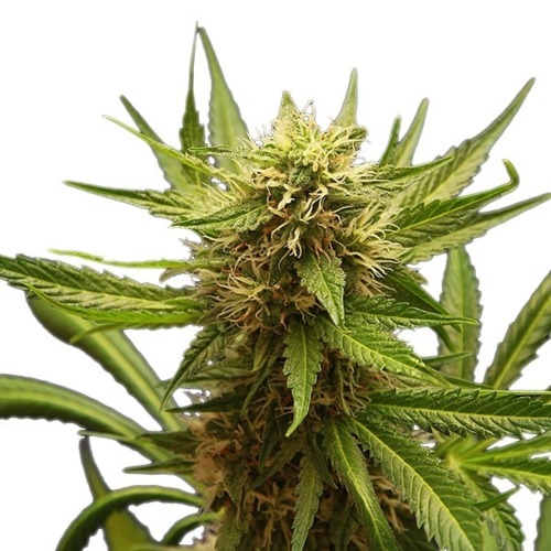 Northern Light - Royal Queen Seeds