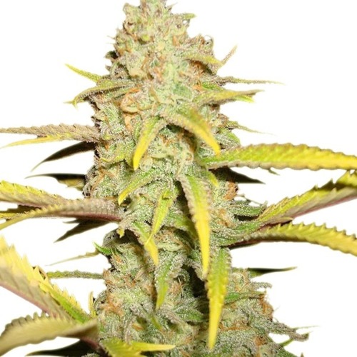 OG Kush - Royal Queen Seeds feminised wietplant top dichtbij