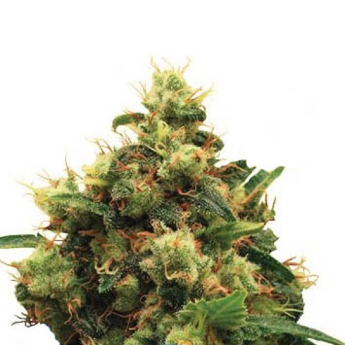 Painkiller XL CBD - Royal Queen Seeds