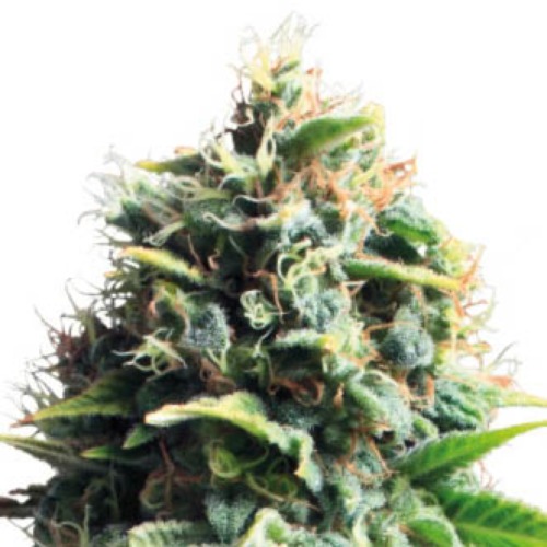 Pineapple Kush - Royal Queen Seeds