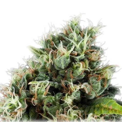 Power Flower - Royal Queen Seeds wietplant in bloei close up