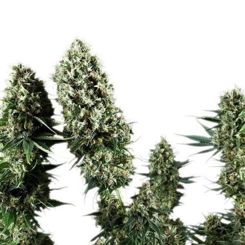 Power Flower - Royal Queen Seeds mooie wietplant toppen