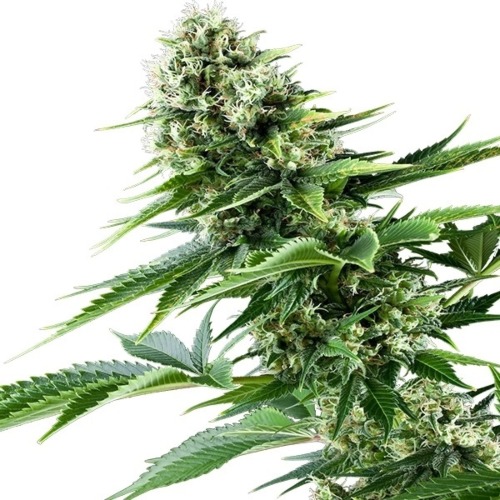 Power Flower - Royal Queen Seeds