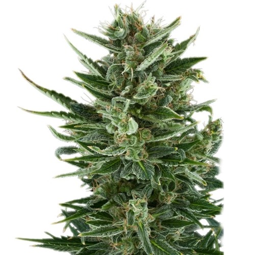 Quick One Auto - Royal Queen Seeds volle wiettop autoflower