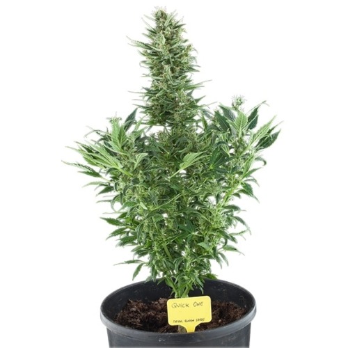 Quick One Auto - Royal Queen Seeds autoflower wietplant in pot