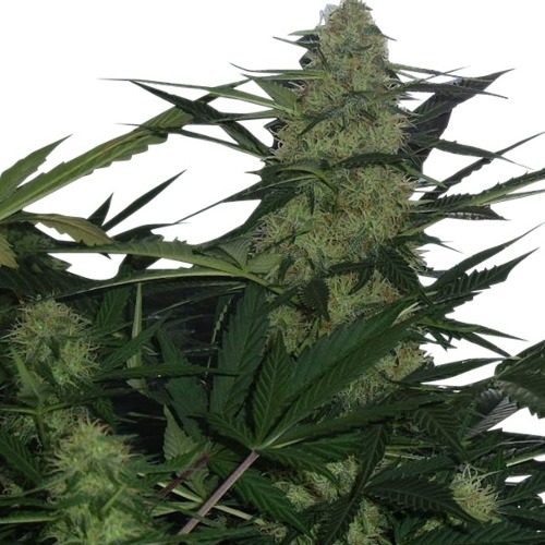 Royal AK Automatic wietplant - Royal Queen Seeds