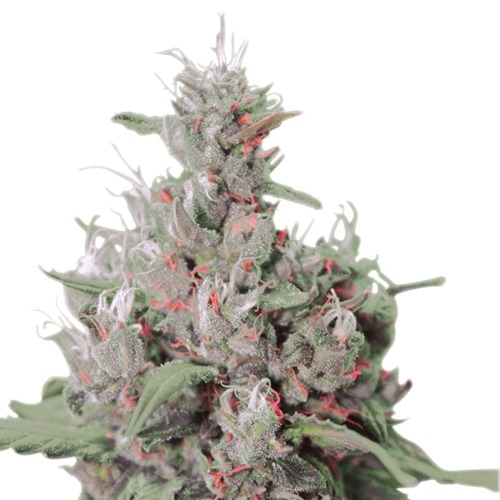 Royal Creamatic - Royal Queen Seeds close up autoflower wietplant