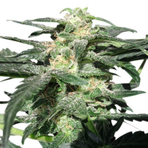 Royal Haze Auto - Royal Queen Seeds close up autoflower wiettop