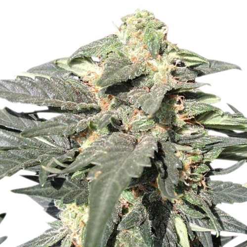 Royal Haze Auto - Royal Queen Seeds autoflower wietplant in bloei