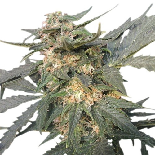 Royal Haze Auto - Royal Queen Seeds