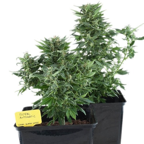 Royal Kush Auto - Royal Queen Seeds wietplant in pot