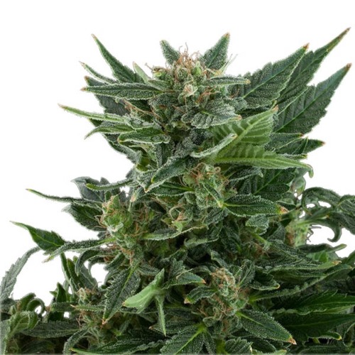 Royal Kush Auto - Royal Queen Seeds