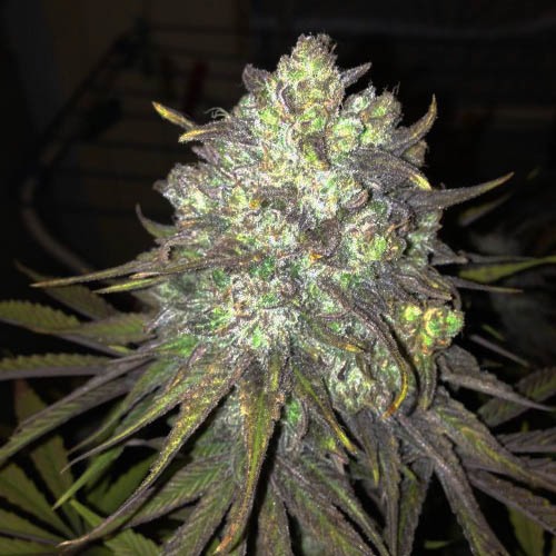 Royal Medic CBD top - Royal Queen Seeds