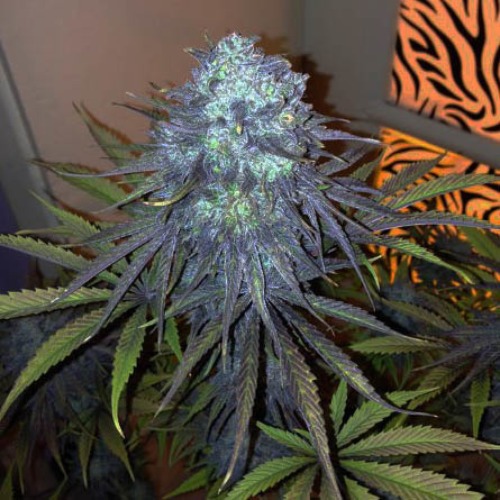 Royal Medic CBD - Royal Queen Seeds wiettop in bloei