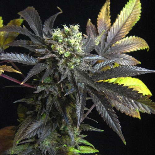 Royal Medic CBD - Royal Queen Seeds wietplant 