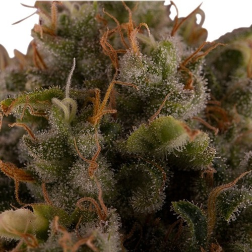 Royal Moby - Royal Queen Seeds close up wiettop met thc