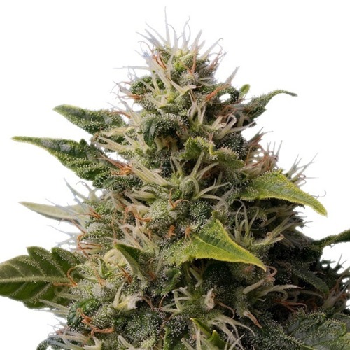 Royal Moby - Royal Queen Seeds