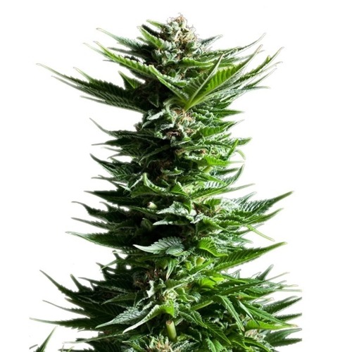 Shining Silver Haze - Royal Queen Seeds compacte centrale wiettop