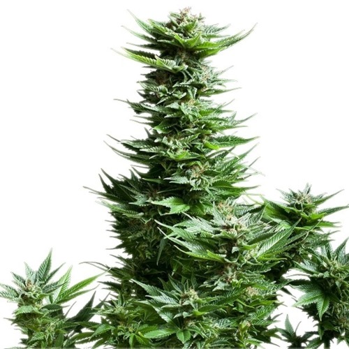 Shining Silver Haze - Royal Queen Seeds grote wiettop