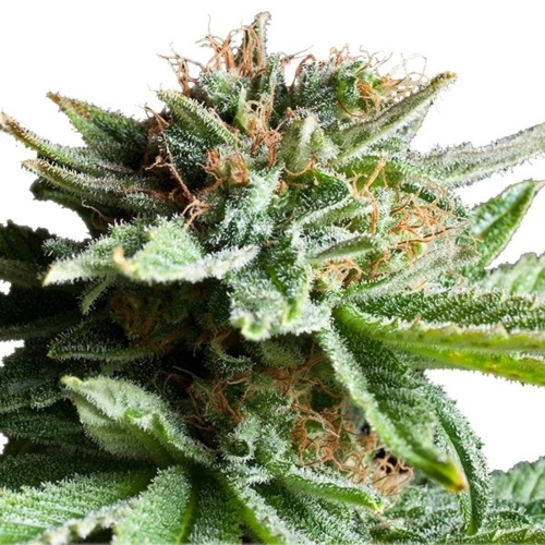 Shining Silver Haze - Royal Queen Seeds