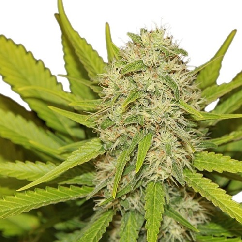 Skunk XL - Royal Queen Seeds wietplant top van dichtbij