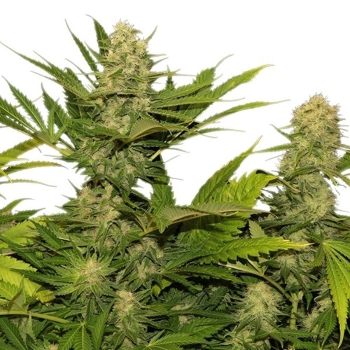 Skunk XL - Royal Queen Seeds feminised wietplant met meerdere toppen