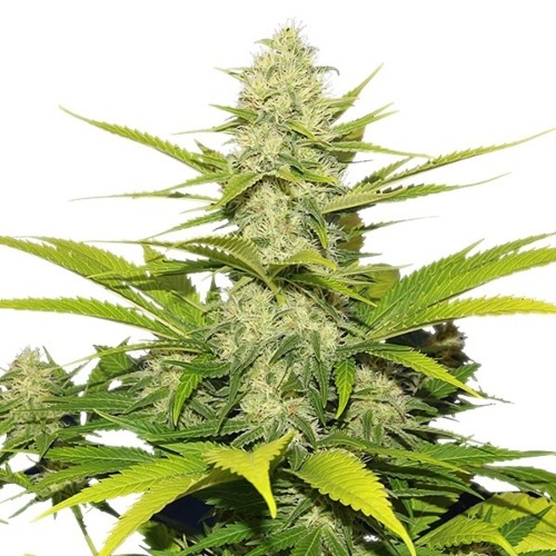 Skunk XL - Royal Queen Seeds