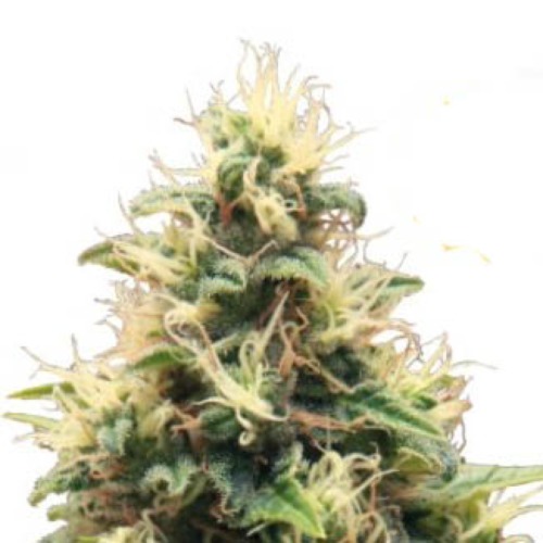 Somango XL - Royal Queen Seeds