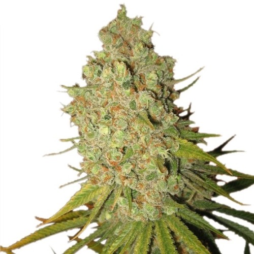 Special Kush #1 - Royal Queen Seeds feminised wietplant top