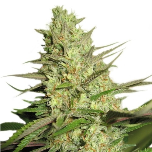 Special Queen #1 - Royal Queen Seeds