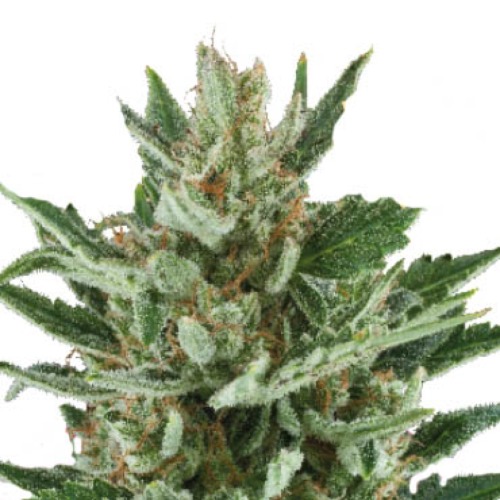 Speedy Chile Fast flkowering - Royal Queen Seeds