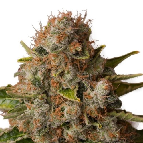 White Widow - Royal Queen Seeds top wietplant oogstrijp