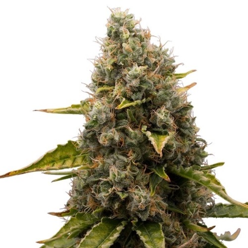 White Widow - Royal Queen Seeds