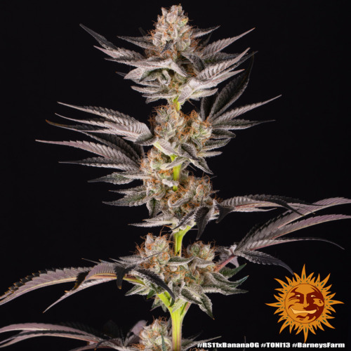 RS11 x Banana OG - Barney's Farm