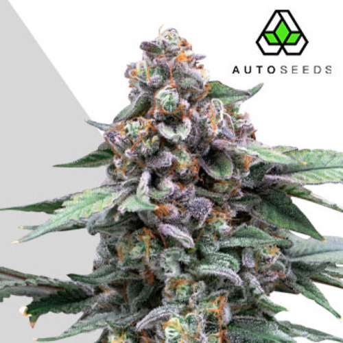 Runtz Auto - Auto Seeds