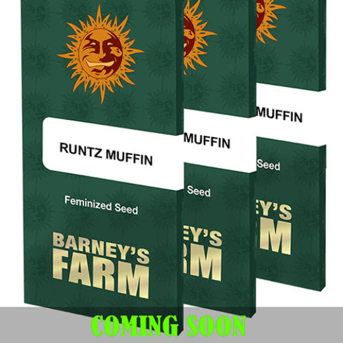 Runtz Muffin Barney S Farm