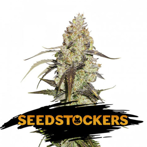 Runtz - Seedstockers