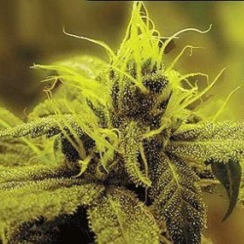 A1 Haze - Sagarmatha Seeds